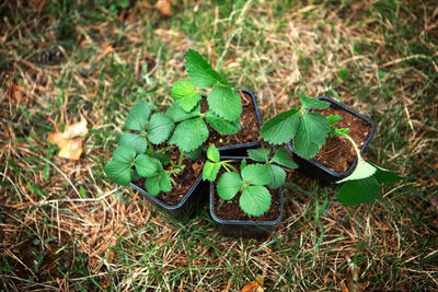 High angle view of plants on field