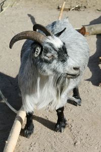 Close-up of goat on field