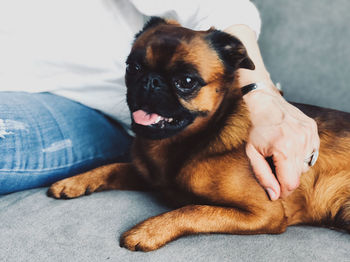 Portrait of dog relaxing at home