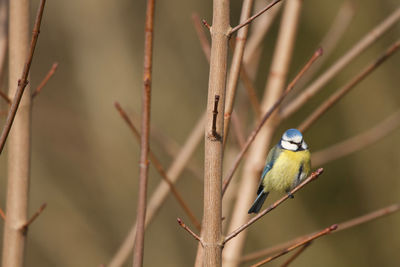 Bird perching on branch