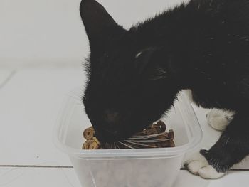 Close-up of a cat drinking from bowl