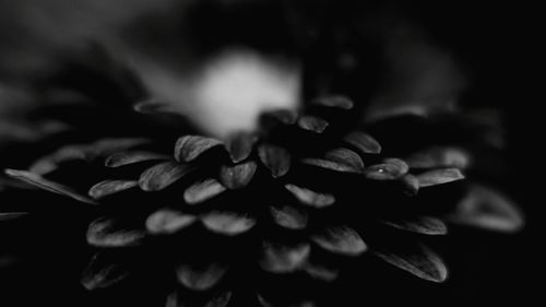 Close-up of flowers