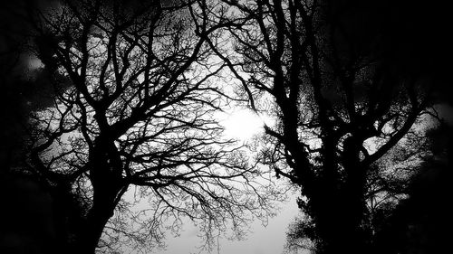 Low angle view of bare trees against sky