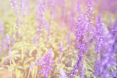Close-up of purple flowering plants on field