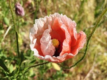 Close-up of flower against blurred background