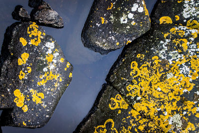 High angle view of lichen on rocks in water