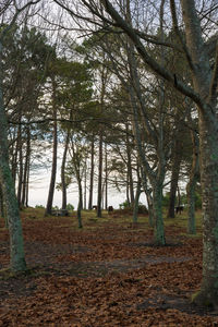 Trees in forest