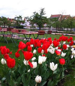 Close-up of red flowers blooming against sky