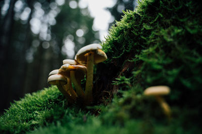 Close-up of mushroom growing on tree