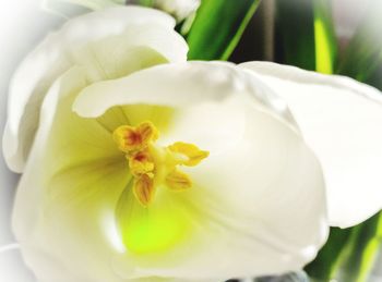 Close-up of white flower