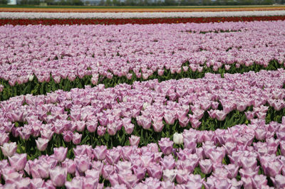 Pink flowering plants on field