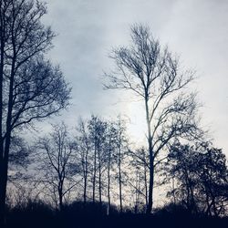 Close-up of bird flying against sky