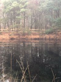 Scenic view of lake in forest