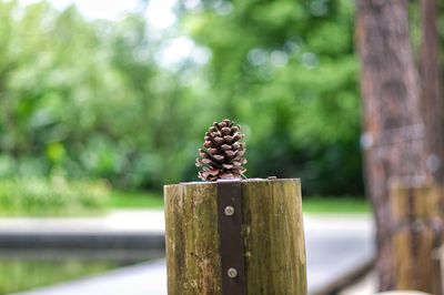 wood