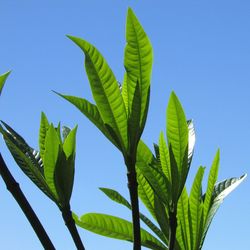 Low angle view of tree against clear blue sky