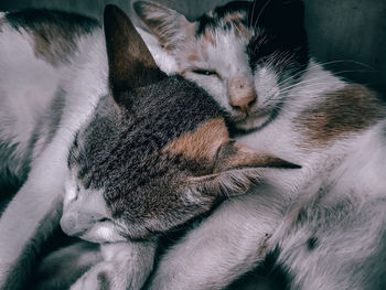 Cat sleeping on bed