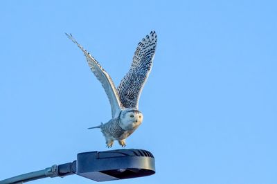 Snowy owl takeoff