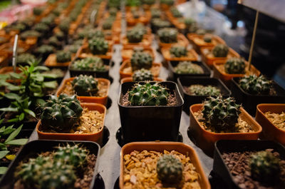 High angle view of potted plants