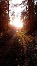 Scenic view of forest during sunset