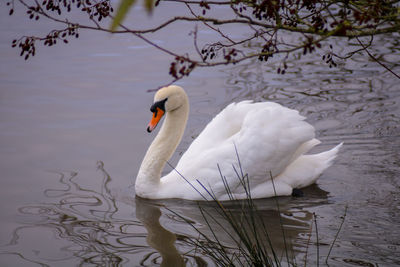 Swan floating on a lake