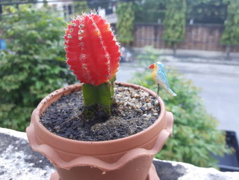Close-up of red flower