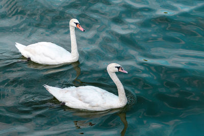 High angle view of swans swimming in lake