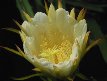 Close-up of white flowers blooming against black background