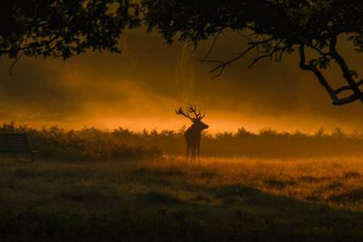 Silhouette horse on field against sky at sunset