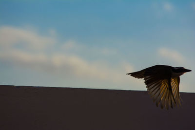 Low angle view of eagle flying against sky