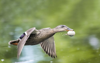 Bird flying over lake