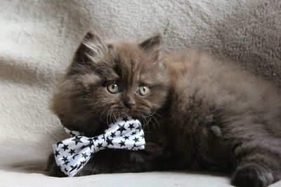 Close-up of british longhair kitten with bow tie on bed at home