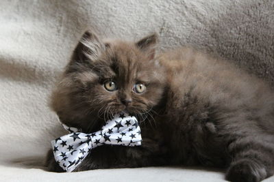 Portrait of cat wearing bow tie on blanket