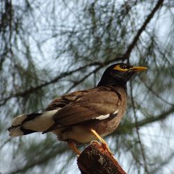 A common myna perched on a branch near the beach.