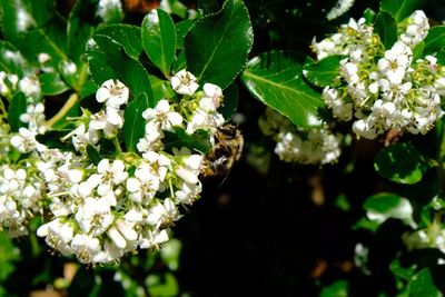 Close-up of bee on white flowers