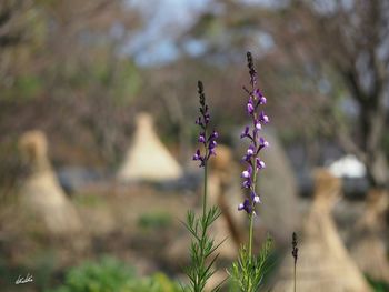 Close-up of flowers against blurred background