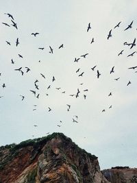 Low angle view of birds flying against the sky