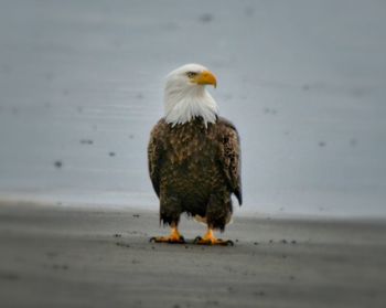 Bird perching on railing