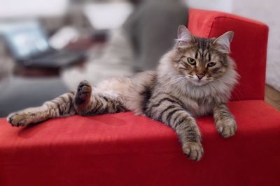 Close-up portrait of cat sitting on red floor