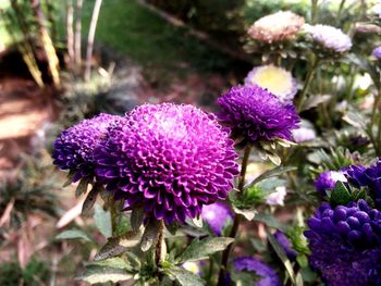 Close-up of purple flowering plant on field
