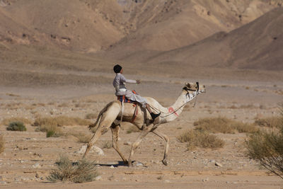 Young man riding horse on field