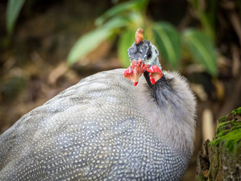 Close-up of dead bird