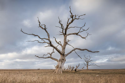 Bare tree on field against sky