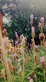 Close-up of flowers growing in field