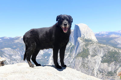 Portrait of dog standing on mountain against clear sky