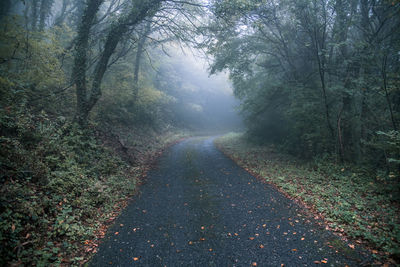 Road amidst trees in forest