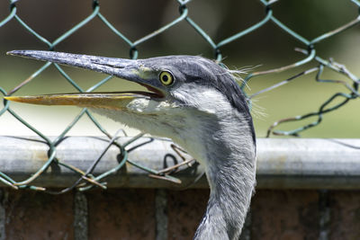 Close-up of a bird