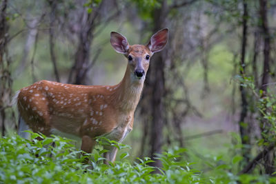 Portrait of deer standing on field