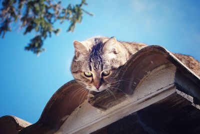 Low angle portrait of cat against sky