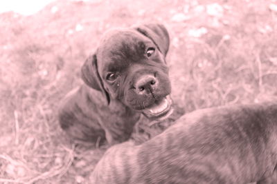 Close-up portrait of puppy