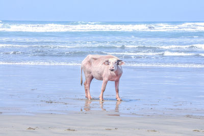 An albino buffalo walks on the beach